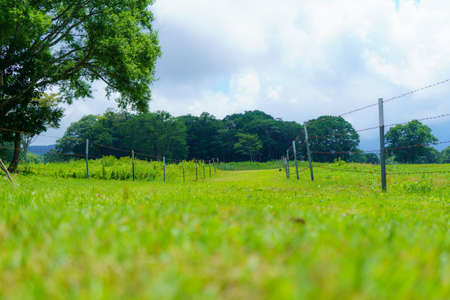 Landscape of green grass field and blue sky in the morning.の写真素材