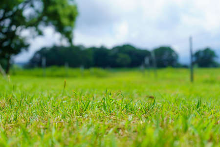 green grass in the meadow with trees in the background. selective focus