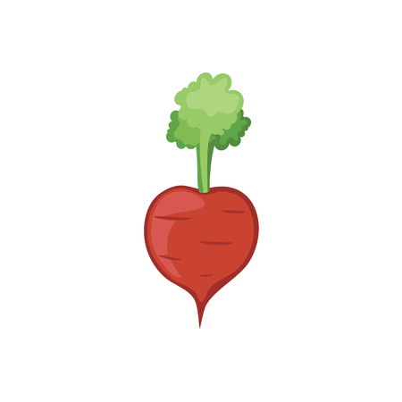 Vector Vegetables - Beetrootのイラスト素材