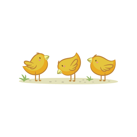 Chicks isolated on white background. Vector illustration.