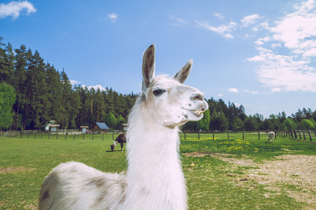 Llama in Latvian zoo.のeditorial素材