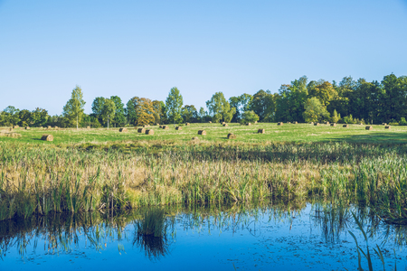 Sunny morning in Latvian  meadow.の写真素材