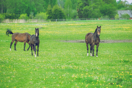 Horse walking in hot day in summer sun. 2014の写真素材
