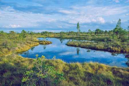 National swamp park in Latvia, Kemeri. 2015の写真素材