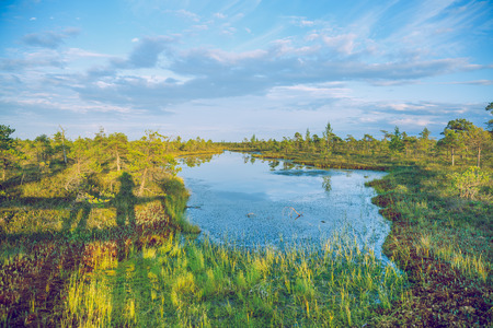 National swamp park in Latvia, Kemeri. 2015の写真素材