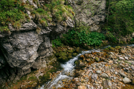 Big Tatry at Poland and Slovakia. Wild animals, beutiful nature, lakes and rivers. 2017の写真素材