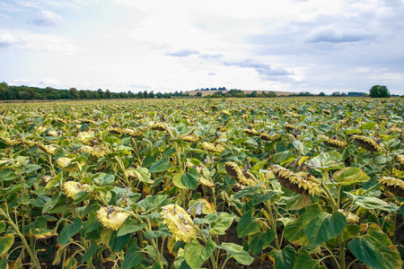 Sunflowers meadow in Czech Republic, wood and hill. Wild animals, beutiful nature. 2017の写真素材