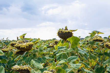 Sunflowers meadow in Czech Republic, wood and hill. Wild animals, beutiful nature. 2017の写真素材
