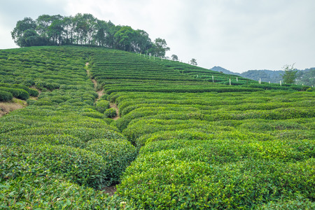 Tea plantation in China, trees. 2016のeditorial素材