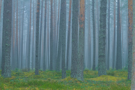 Smog in forest, Latvia. Big spruce and moss. 2010