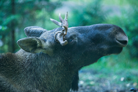 Big elk stay at wood in Latvi, Ligatne.の写真素材