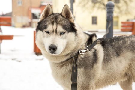 City Cesis, Latvia. Dog, Husky and old city center, urban view. Winter 2018. Travel photo.の写真素材