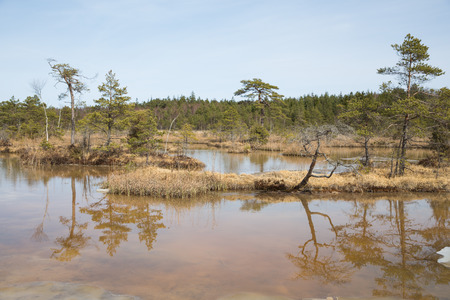 National swamp park in Latvia, Kanieris. 2018 Sources of sulfur water. Travel photo.