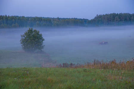 City of Kraslava, Latvia. Early morning with sunlight, meadow, trees and fog. Nature photo.の写真素材