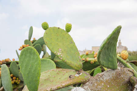City Valleta, Malta, Europe. Cactus and green leafs.の写真素材