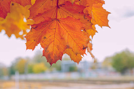 City Riga, Latvia, autumn.  Jugla park, yellow trees and orange leaves.の写真素材