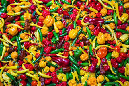 Many different chili, color art and game. Many colors and types.