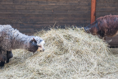 City Cesis, Latvia. Alpaca, lama farm in Raksi zoo. Alpaca and lamas in spring. Travel photo 2019. 07.04.の写真素材