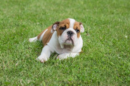 City Priekuli, Latvian Republic. English puppy bulldog sleep in grass. Aug. 10. 2019の写真素材