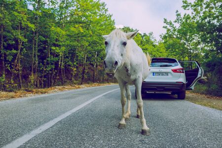 City Meteora, Greek Republic. White horse on the way in hill and car.12. Sep. 2019の写真素材