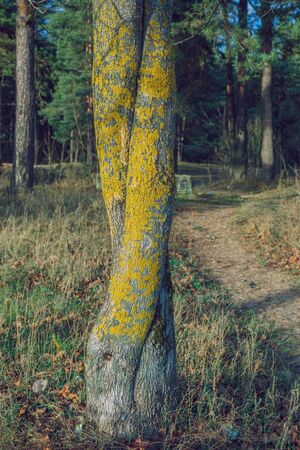 City Riga, Latvia Republic.  Wood bark with structure. Travel photo. 24.11.2019.の写真素材