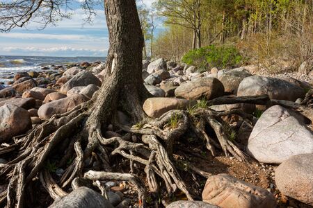 City Tuja, Latvia. Baltic sea with rocks and trees. Travel photo.16.05.2020の写真素材