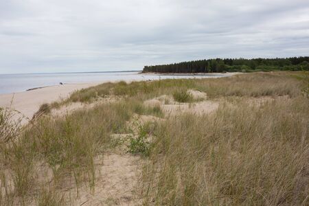 City Carnikava, Latvia. Walking place by the Baltic Sea with sand and trees.03.06.2020の写真素材