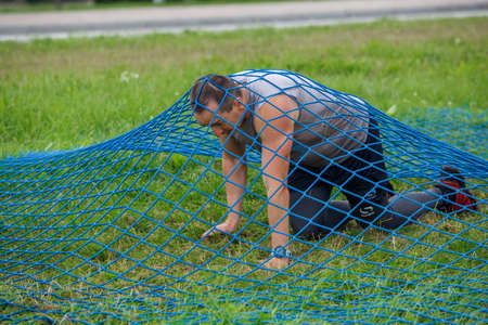 City Plavinas, Latvia. Run race, people were engaged in sports activities. Overcoming various obstacles and running.18.07.2020のeditorial素材