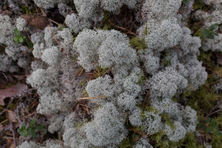 City Smiltene, Latvia.White moss in the forest.13.09.2020の写真素材