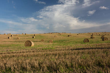 City Smiltene, Latvia.Hay rollers in the meadow.Travel photo.13.09.2020の写真素材