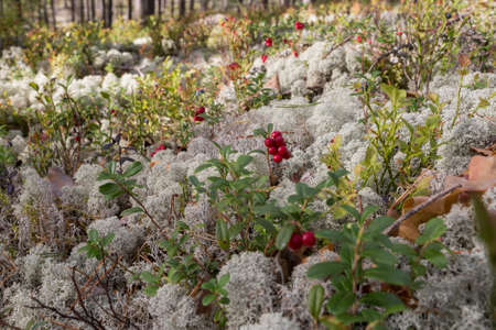 City Smiltene, Latvia.White moss in the forest.13.09.2020の写真素材