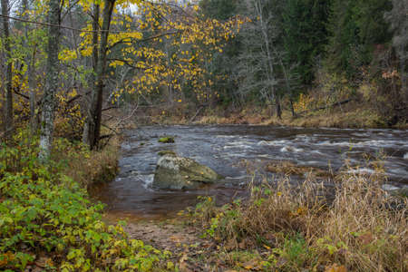 City Cesis, Latvia. Rapid river with stones and trees. Natural flora.Travel photo. 31.10.2020の写真素材