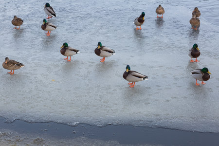 City Riga, Latvia. Frozen river and white swan with ducks.14.02.2021の写真素材