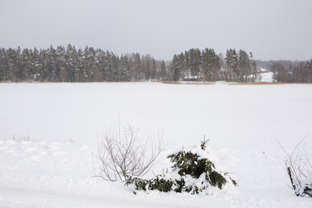 City Riga, Latvia. Frozen river and white swan with ducks.14.02.2021の写真素材