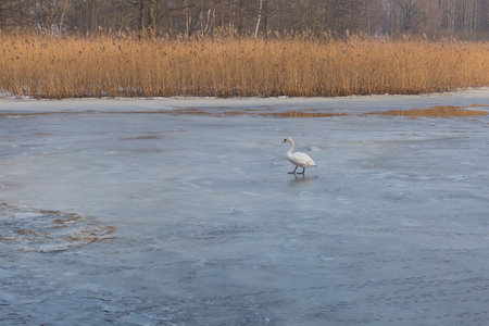 City Riga, Latvia. Frozen river and white swan with ducks.14.02.2021の写真素材
