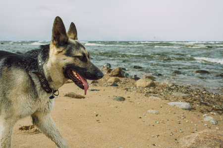 City Tuja, Latvia. Dog walked on the beach.Travel photo.24.04.2021