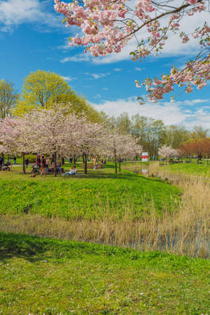City, Riga, Latvia. Sakura park in park. Travel photo.08.05.2021の写真素材