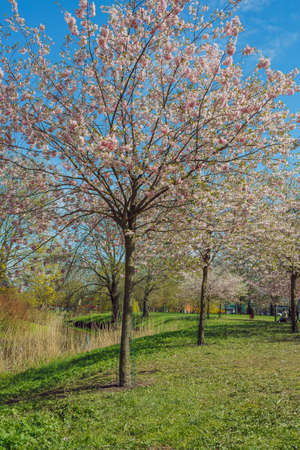City, Riga, Latvia. Sakura park in park. Travel photo.08.05.2021の写真素材