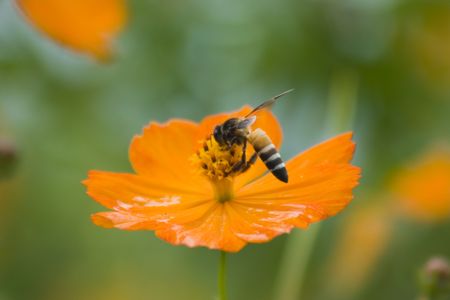 Bee in the flowerの写真素材