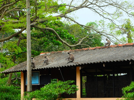 monkey on the roofのeditorial素材