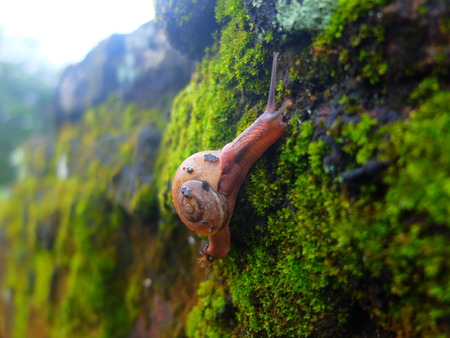 snailの写真素材