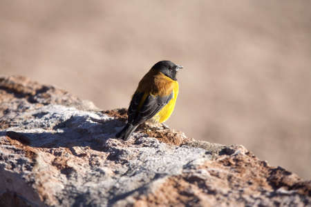 bird on cordillere des andesの写真素材