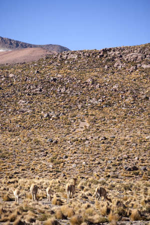 Atacama desert, Chile