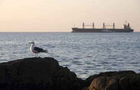 Valparaiso harbor, Chileの写真素材