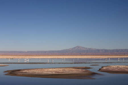 La Laguna de Chaxa in Atacama desert near andes, Chileの写真素材