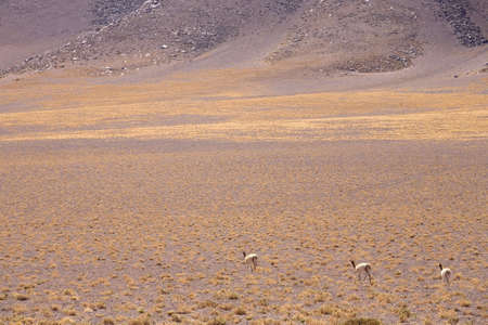 lamas in Atacama, Chileの写真素材