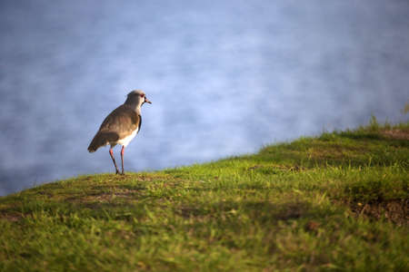 Bird near Llanquihue lake to Puerto Varasの写真素材