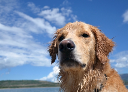 Golden retriever after a dip in the lakeの写真素材