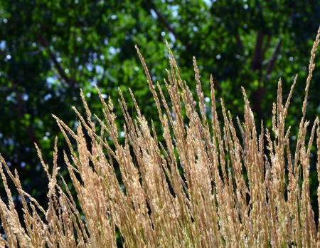 Karl Foerster Feather Reed Grassの写真素材