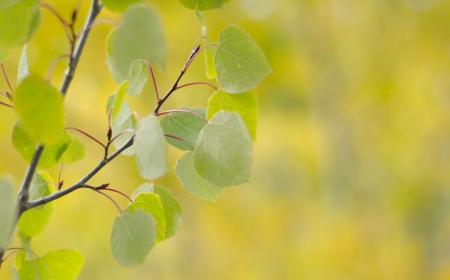 Aspen leaves in fallの写真素材
